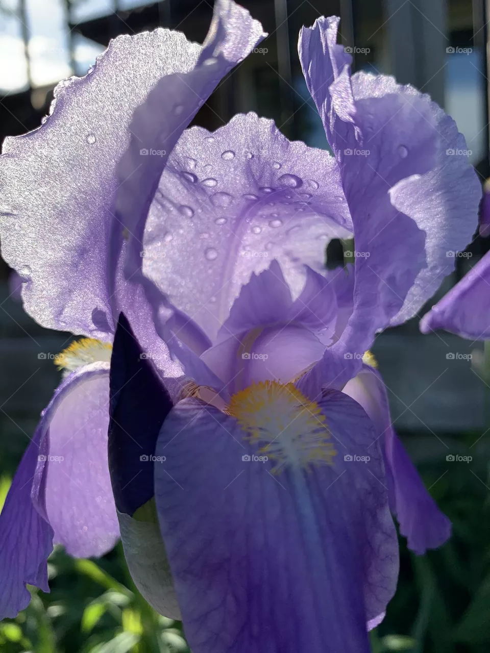 Iris 
