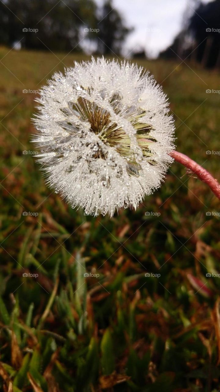 dandelion