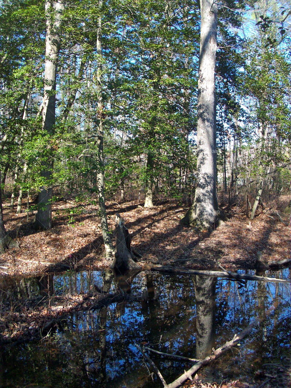 Wood, Nature, Tree, Water, Leaf