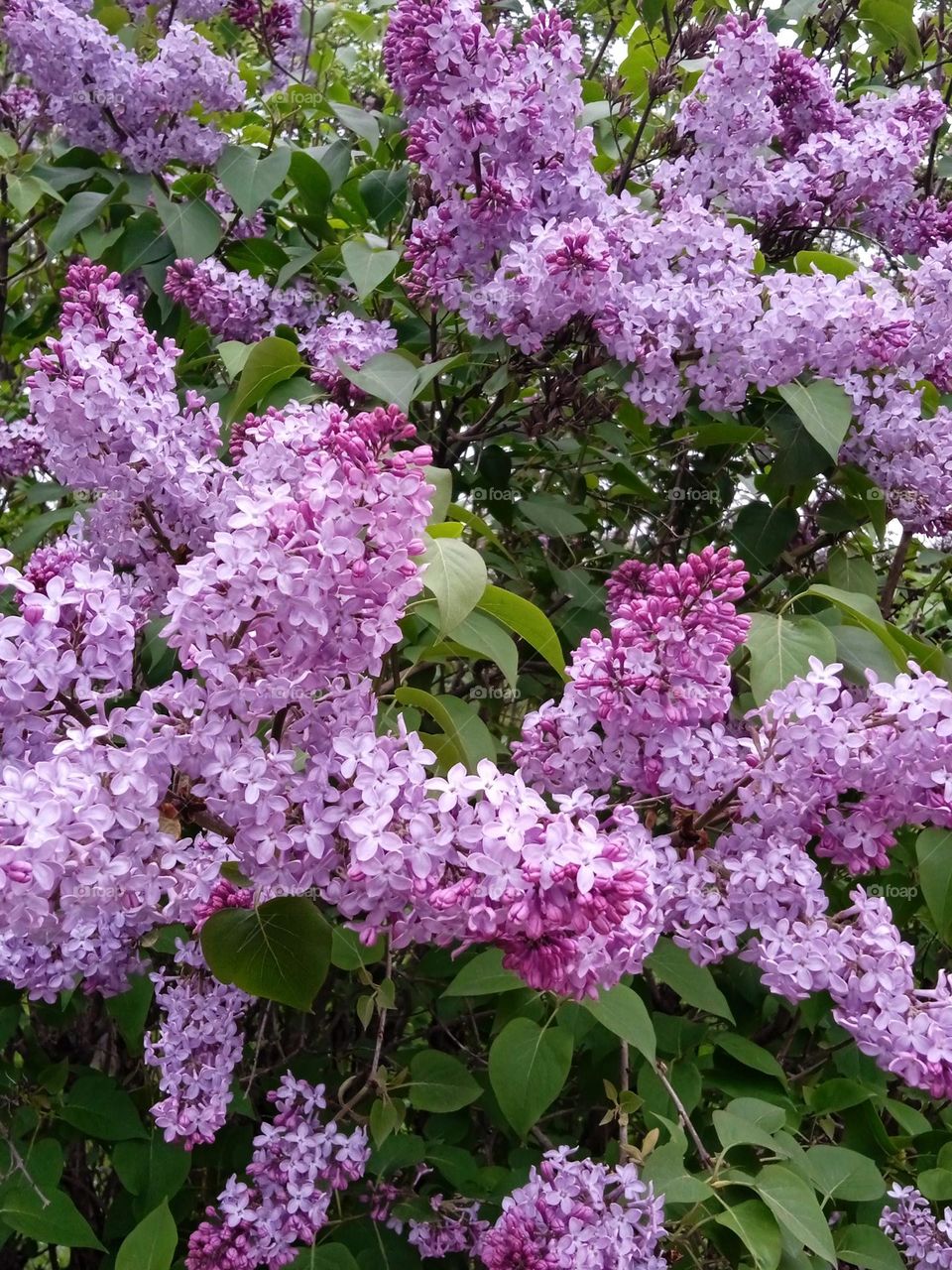 Lilac tree blossoms