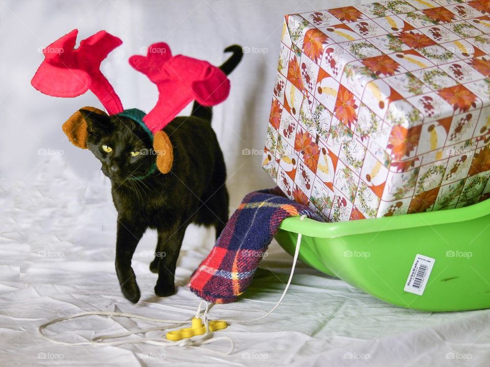 Cat Reindeer 