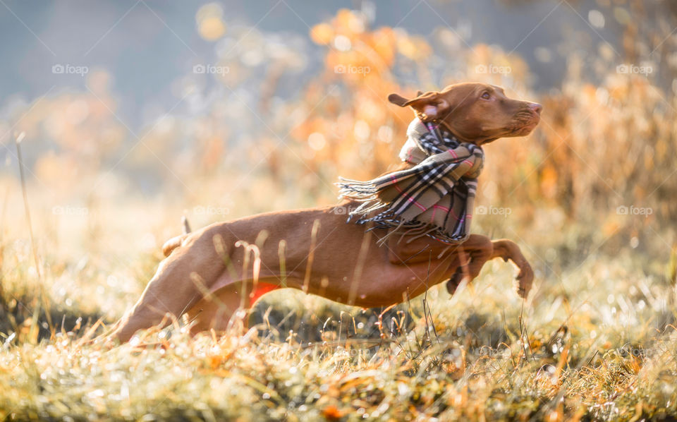 Hungarian Vizsla in wear at autumn park