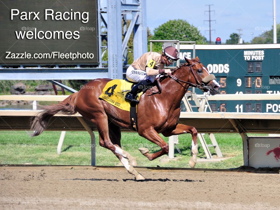 Artistic Drifter. Frankie Pennington riding a chestnut colt to victory at Parx Racing on Pennsylvania Derby day. 

Zazzle.com/fleetphoto