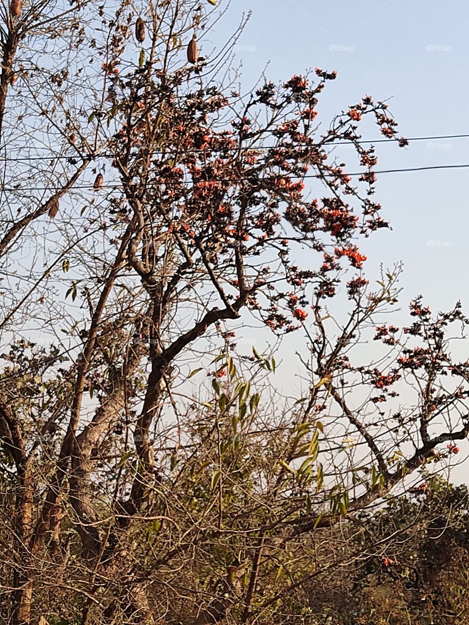beautiful😍 trees 🌳🌳🌳🌳🌳