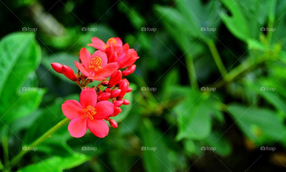 Bright red flowers
