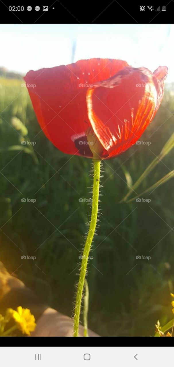 red flower