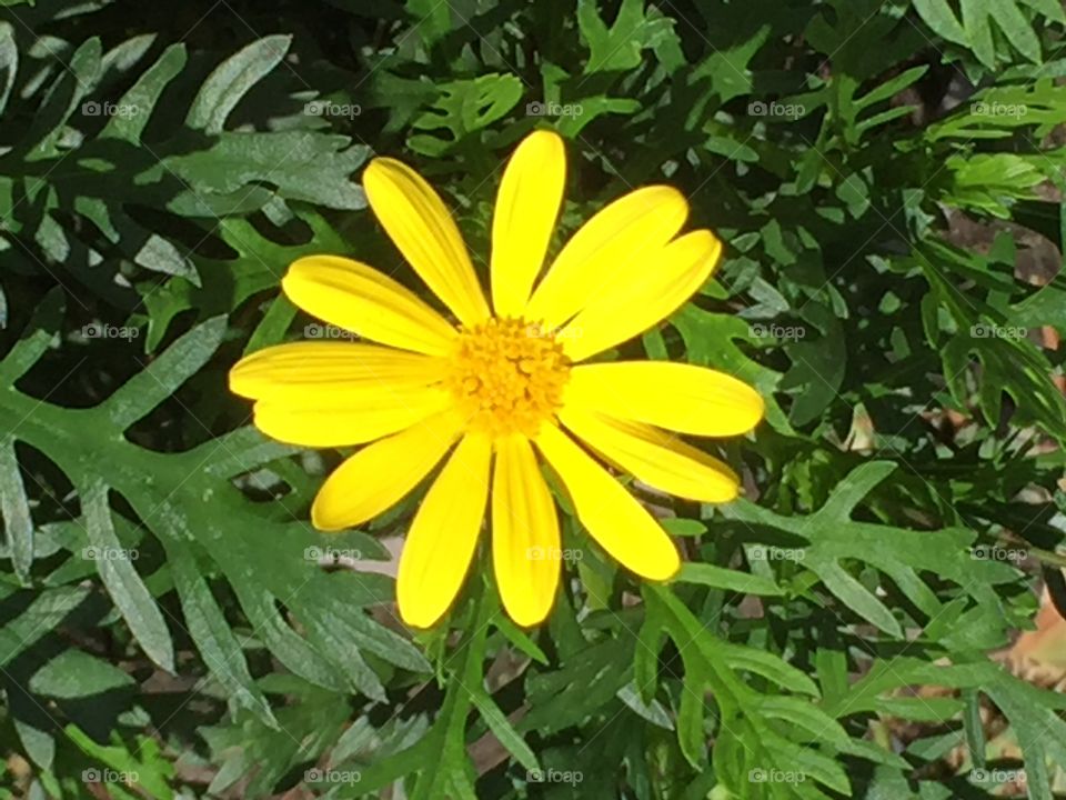 Yellow Flower