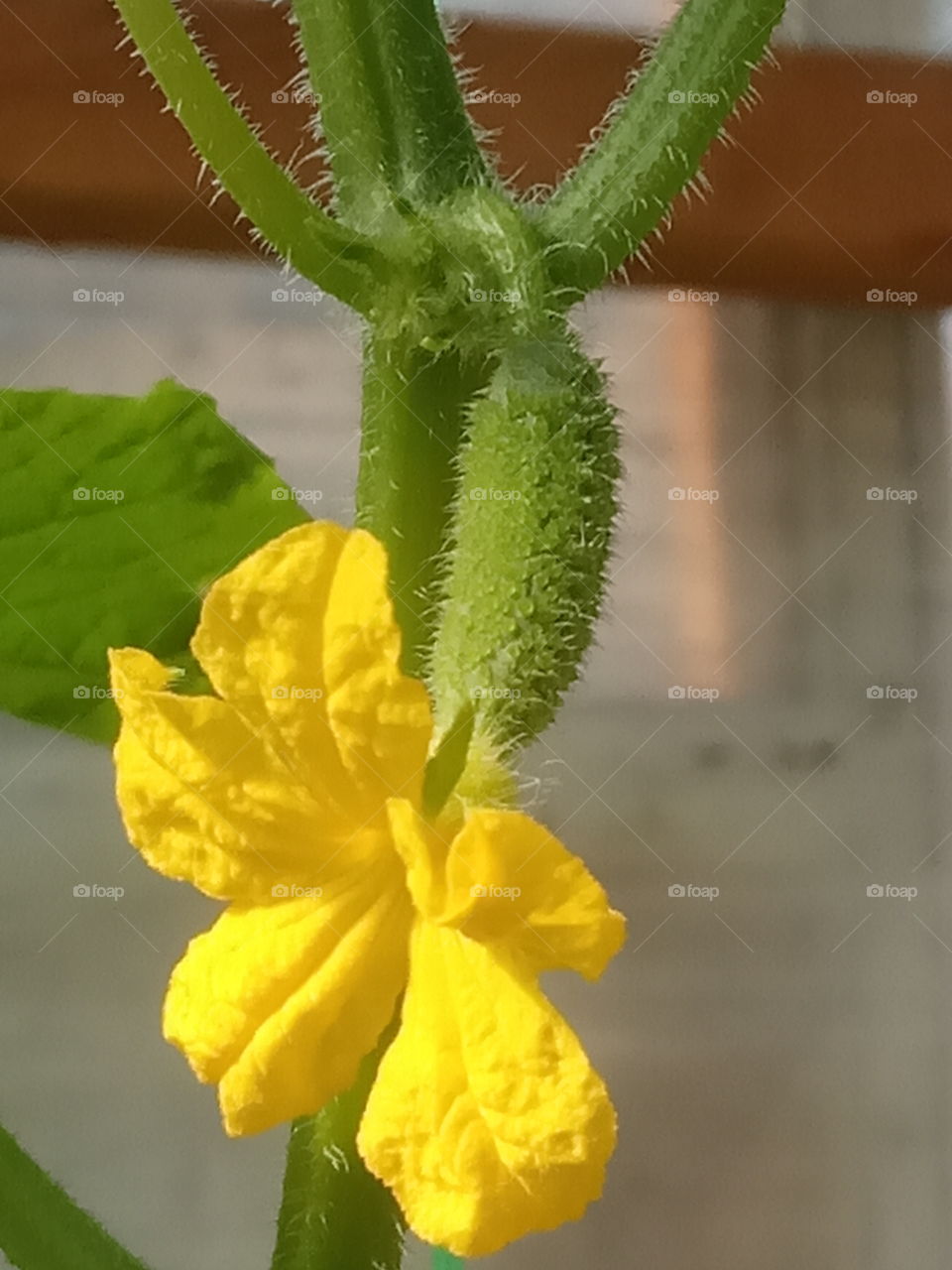flowering cucumber