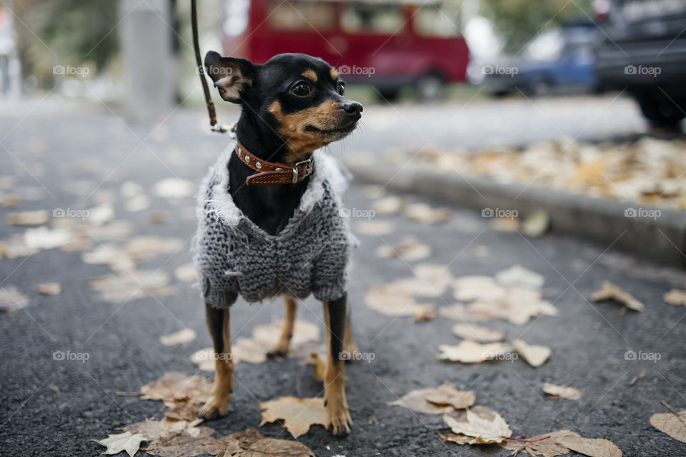 little dog on street.  close up portrait