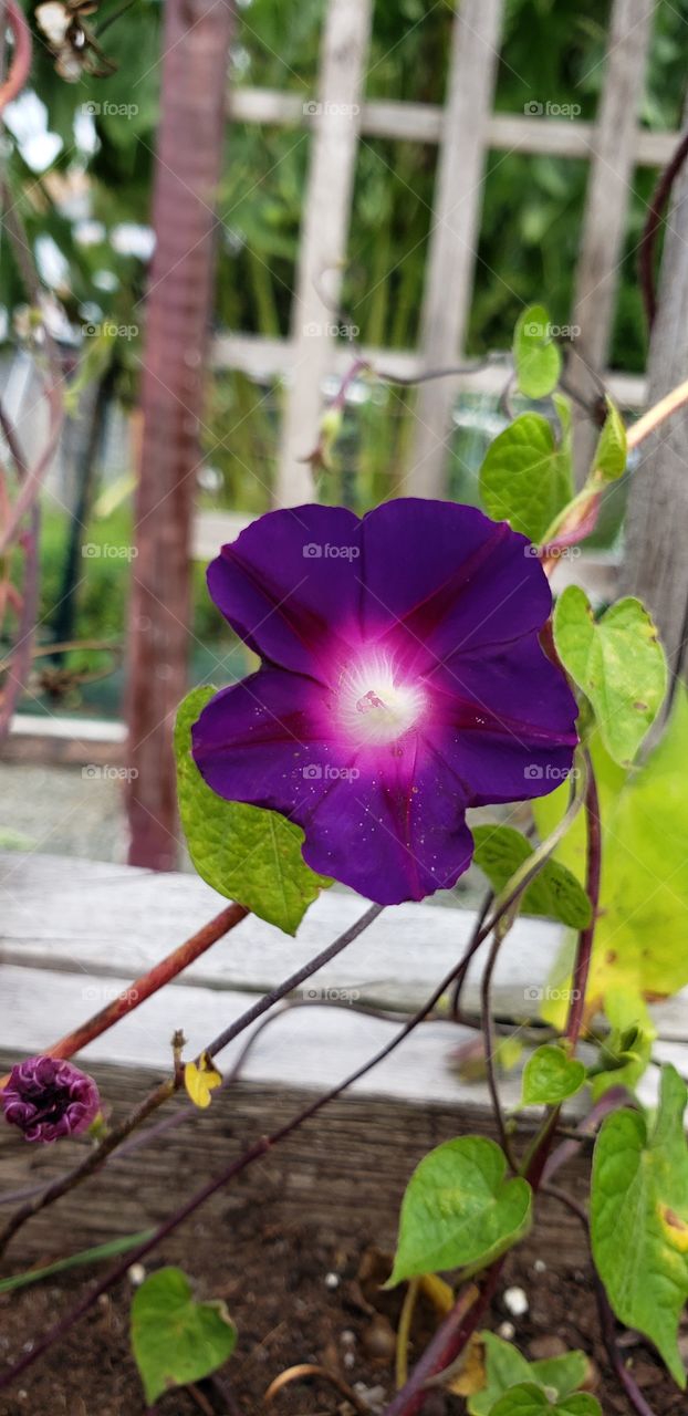Morning Glories in the Spring