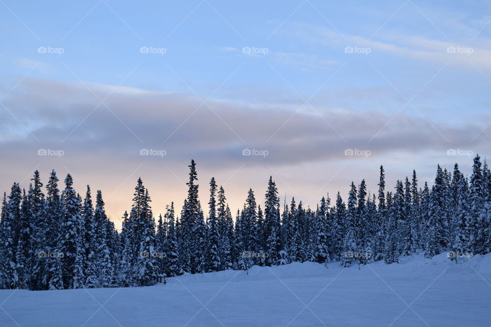 Frozen trees at sunset in winter