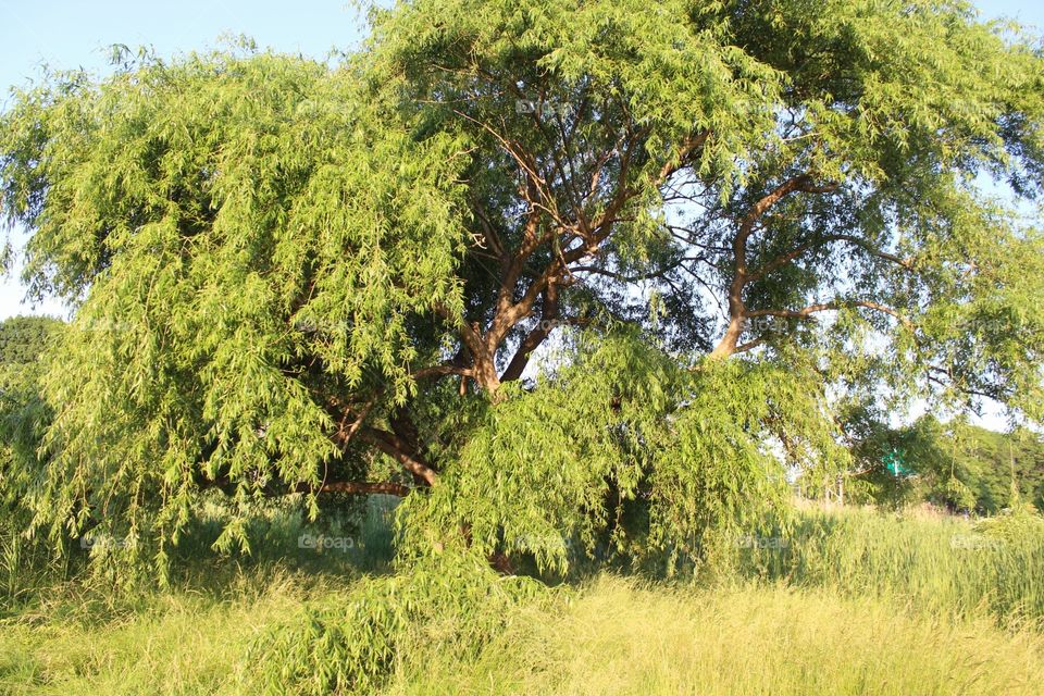 Tree, Nature, Landscape, Wood, Summer