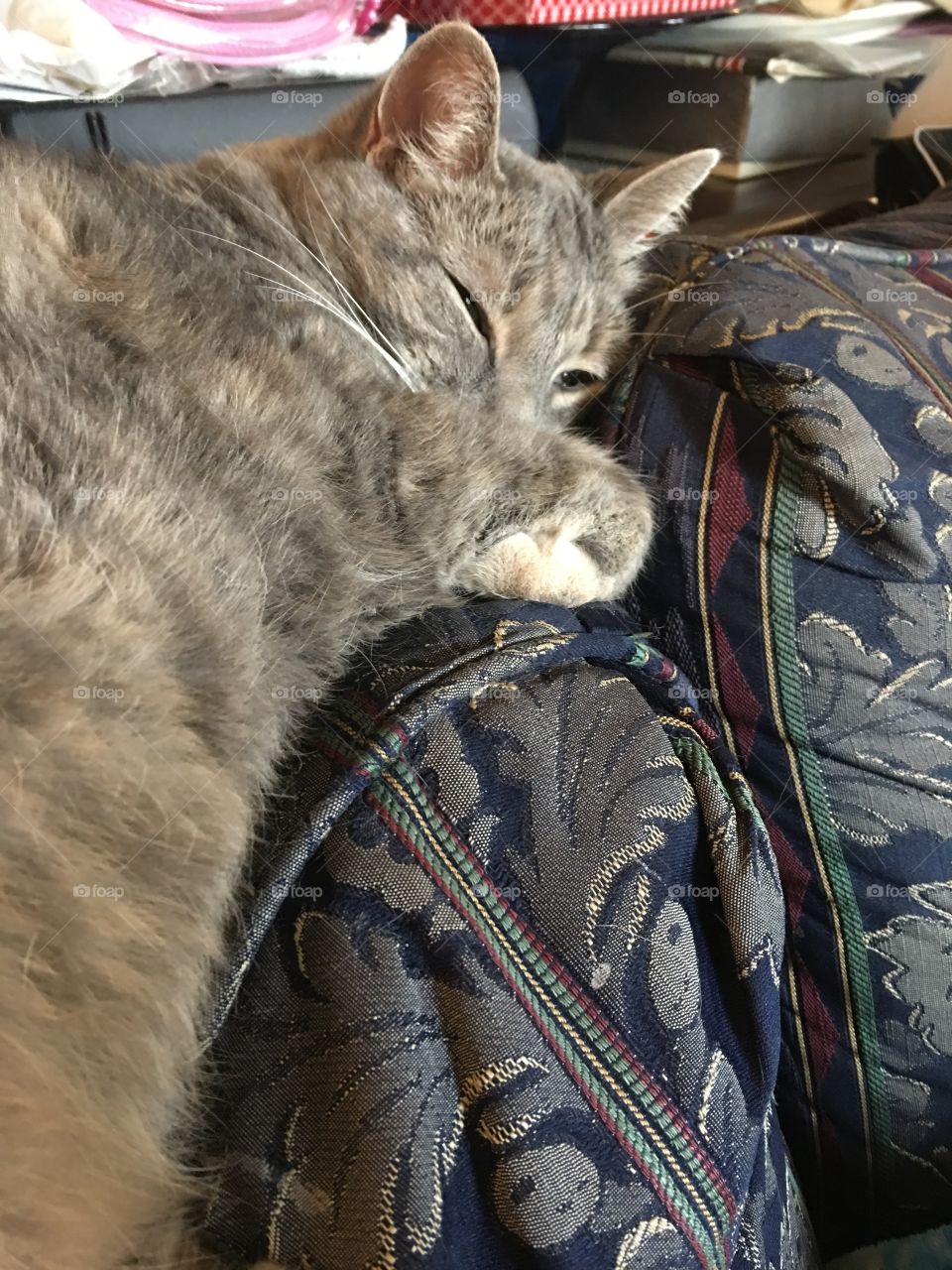 Cat snuggling on sofa