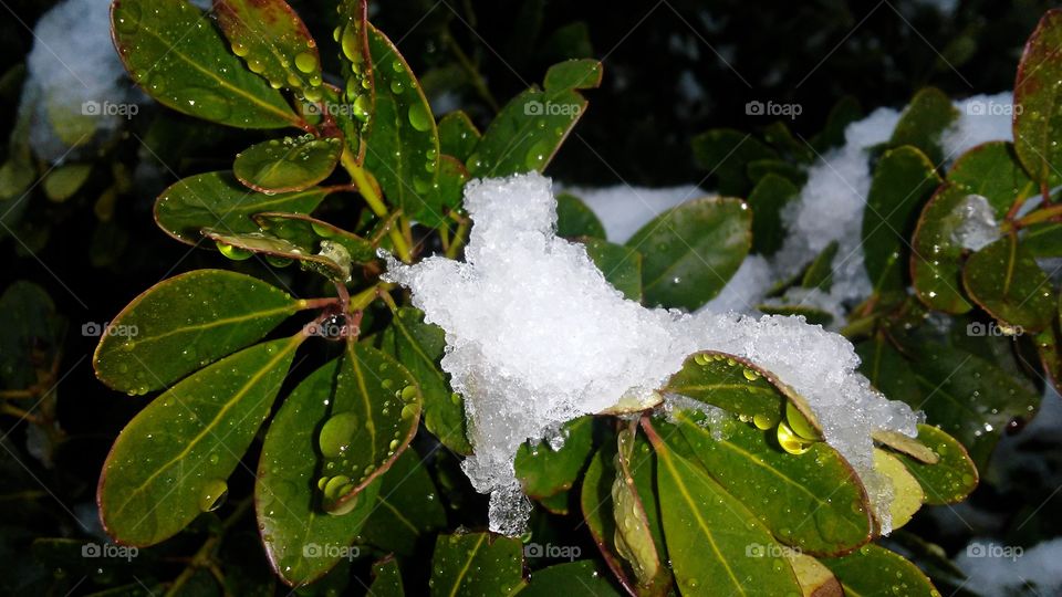 Leaf, No Person, Nature, Tree, Outdoors