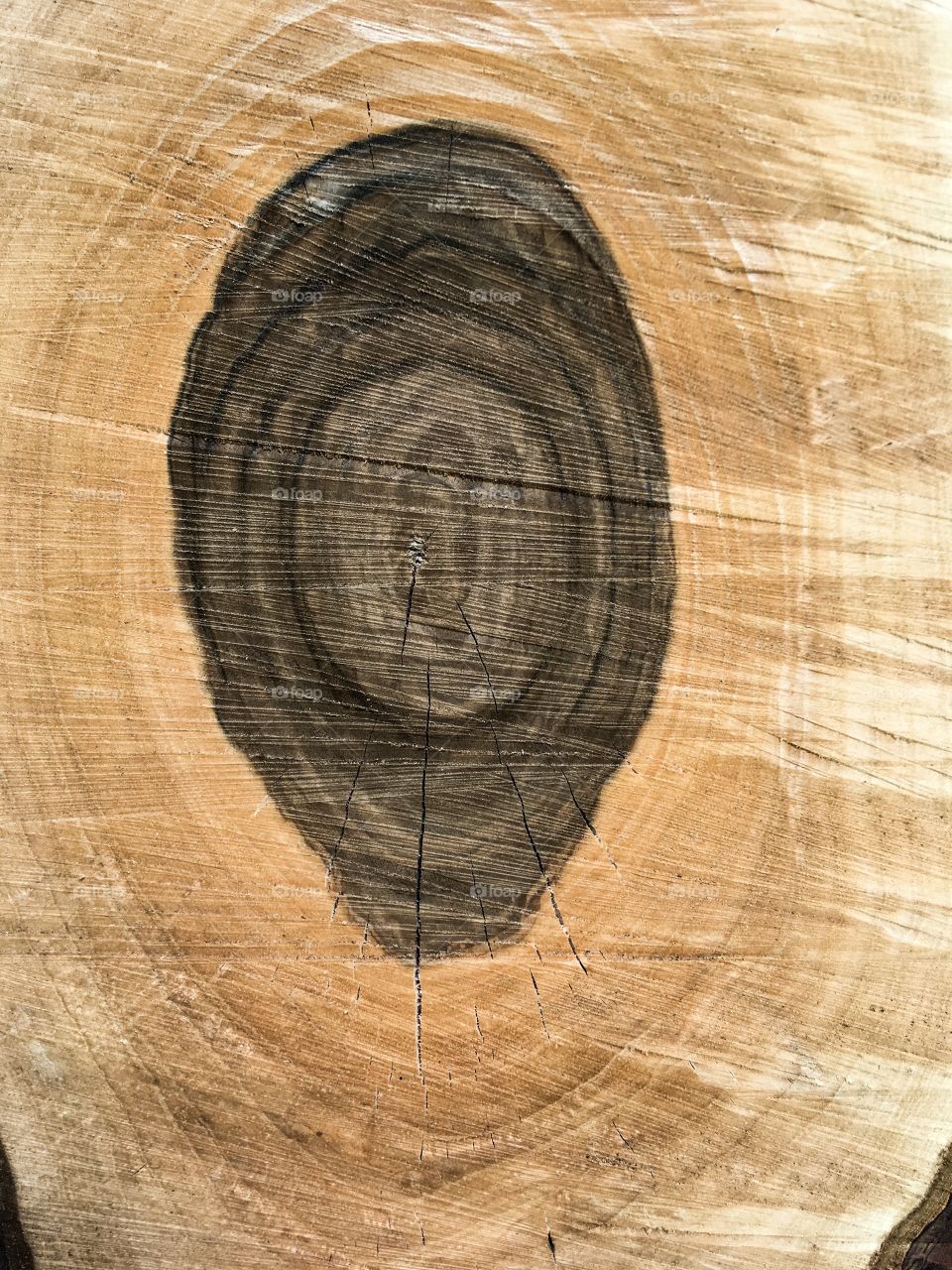 The saw cut wood. The tree trunk structure and surface. Wooden background. 