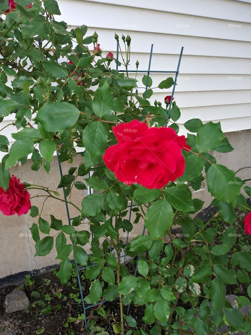 my Mother's Beutiful Roses. Such simple treasures.