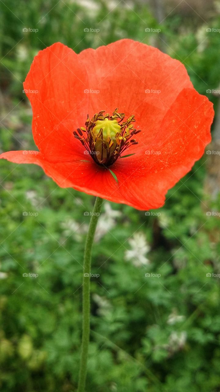 Poppy...