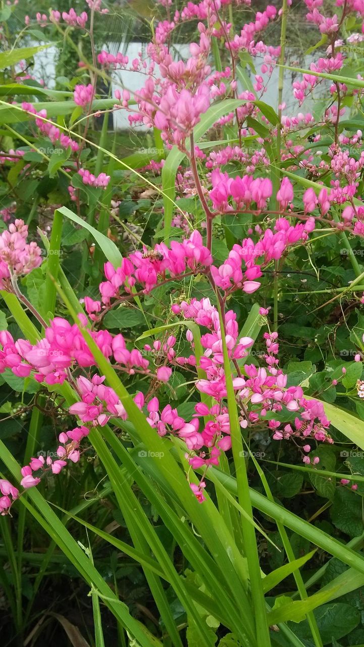 garden flowers captured