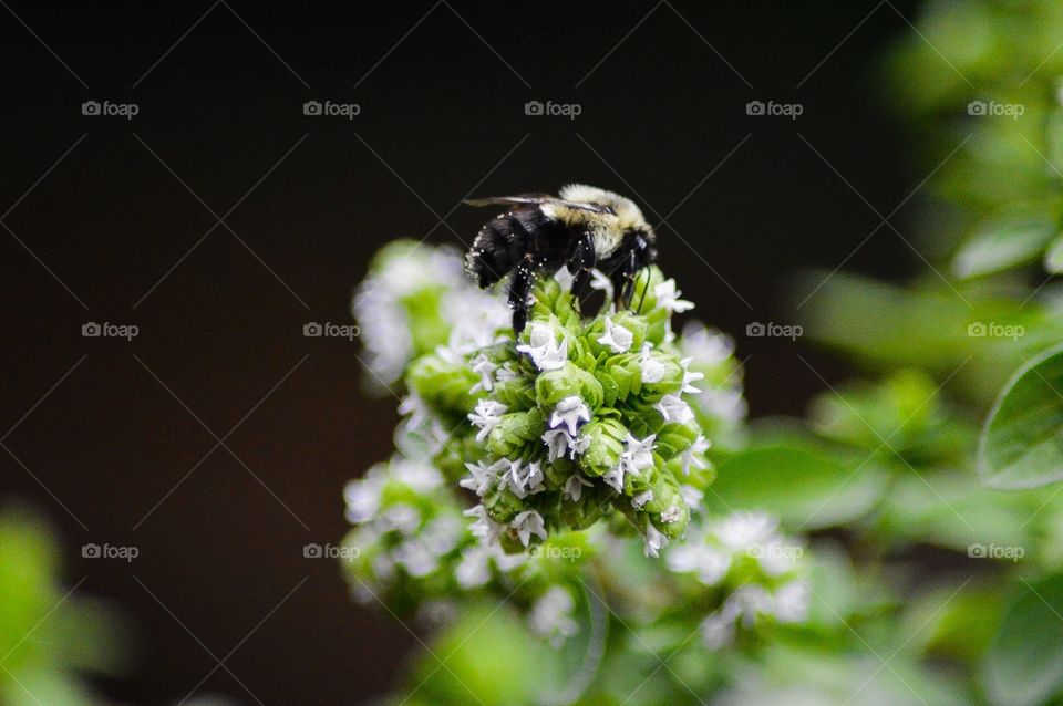 Bee Portrait