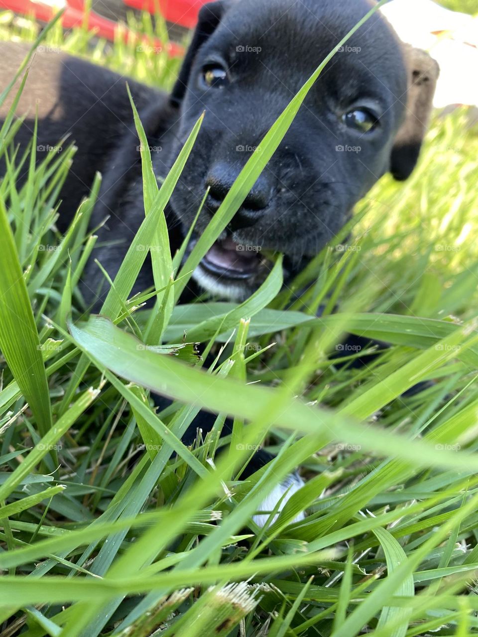 Mouth full of grass