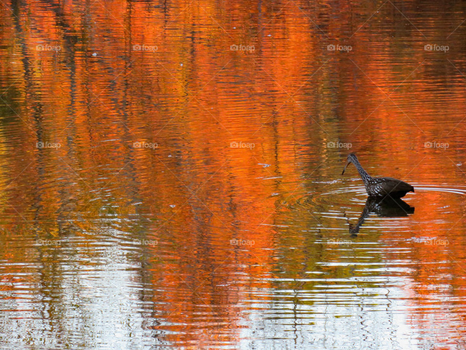 bird swimming