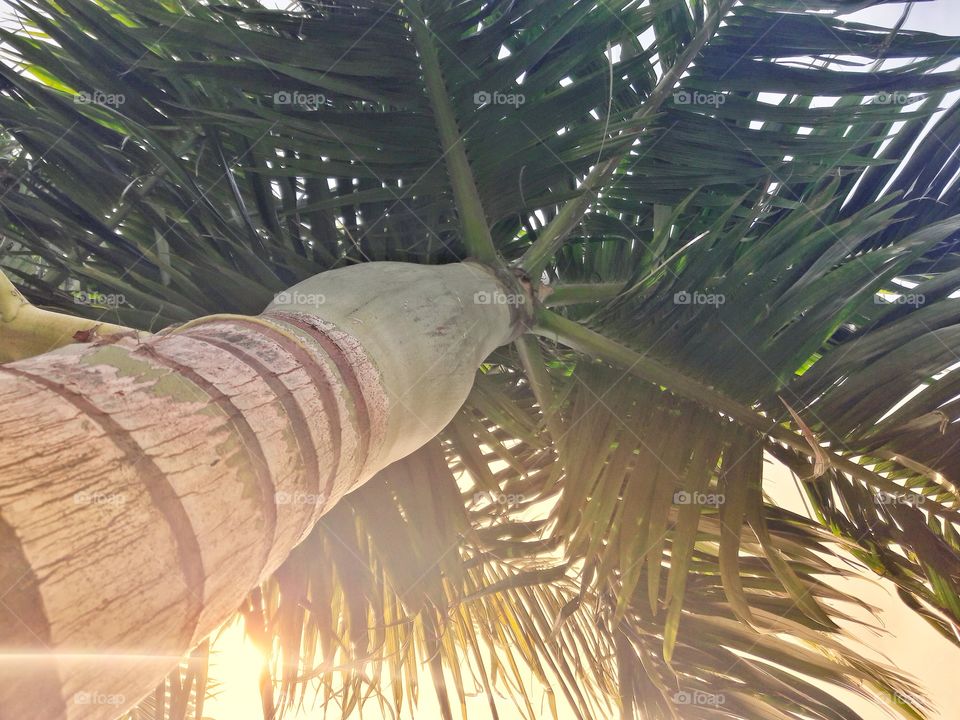 palm