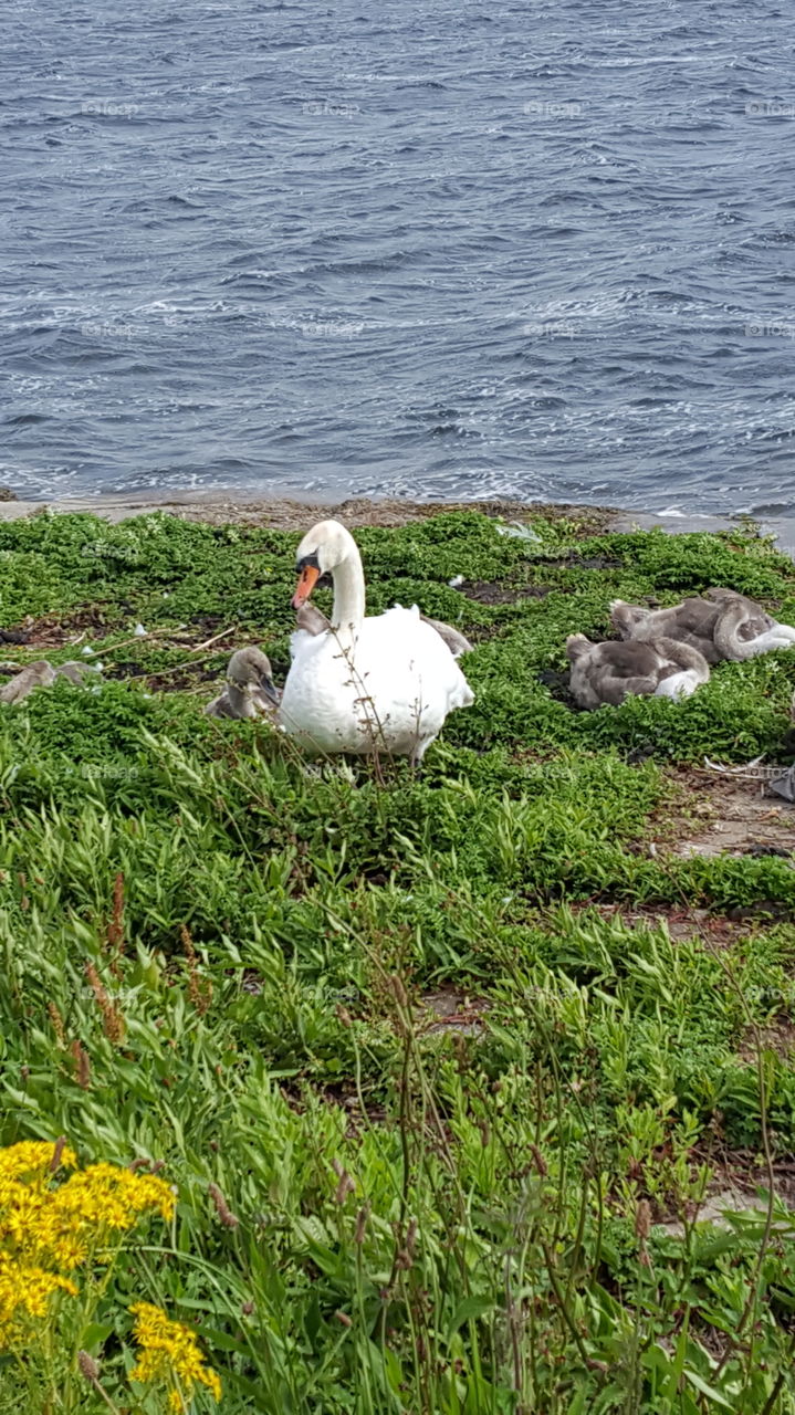 swan mummy