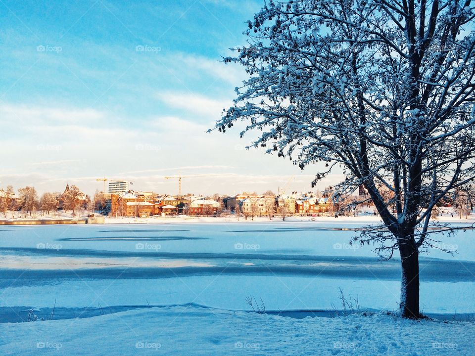 Winter, Snow, Tree, No Person, Landscape