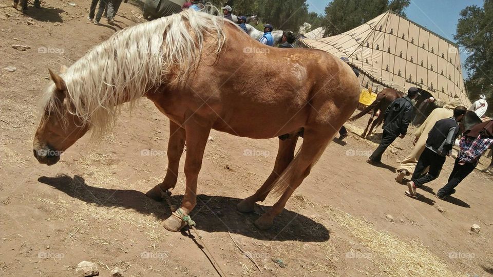 Beautiful brown horse