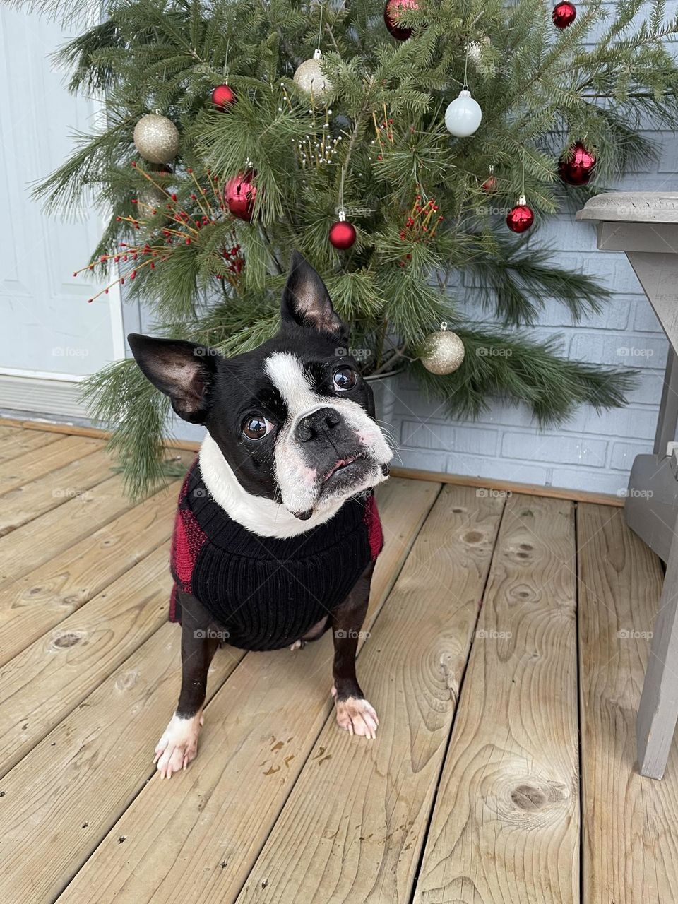 Festive holiday Boston Terrier 