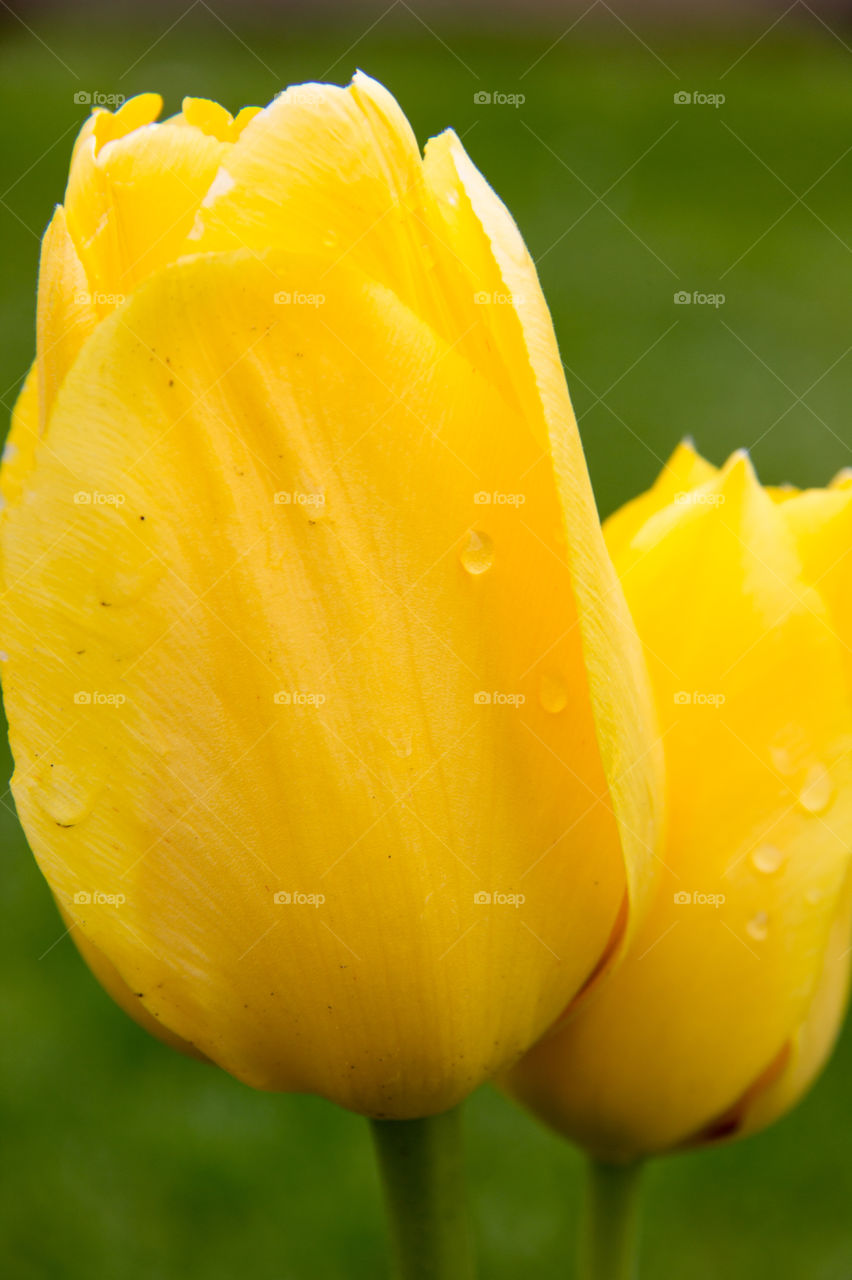 Yellow tulips 