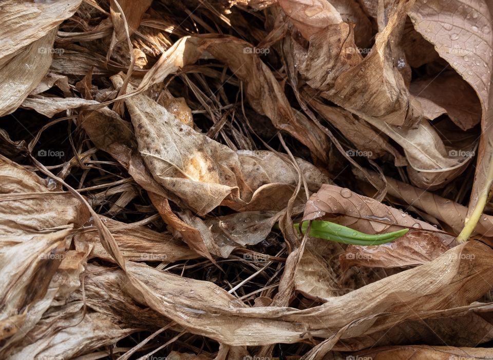 The begin of spring season