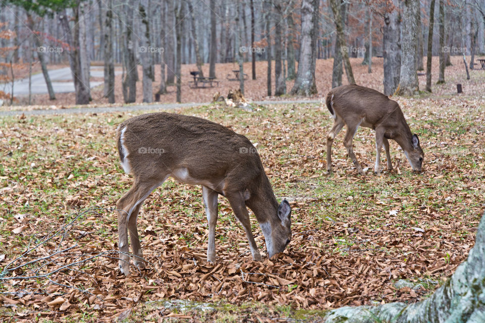 2 deer nosing around for food