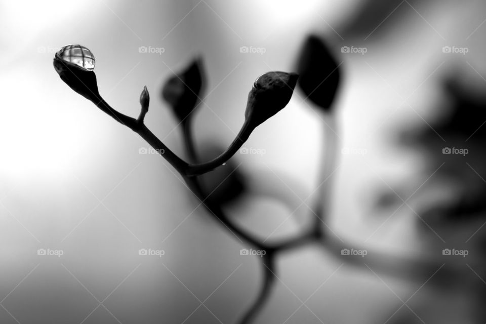 Drop of water in the plant