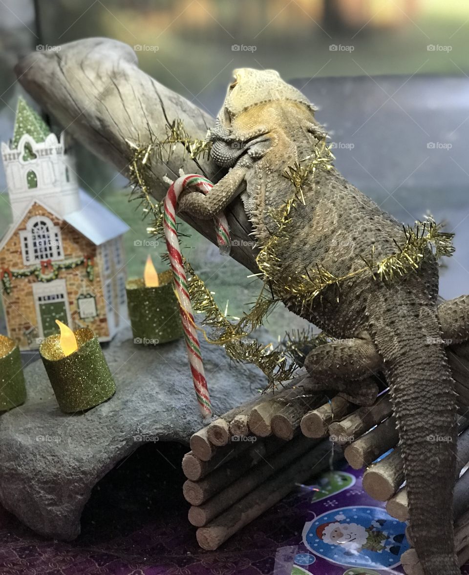 Stormy the bearded dragon is celebrating Christmas too! A little cardboard church, some battery powered candles, Christmas paper to line his cage, a string of lights, a gold garland to wrap himself with and a candy cane for a treat!