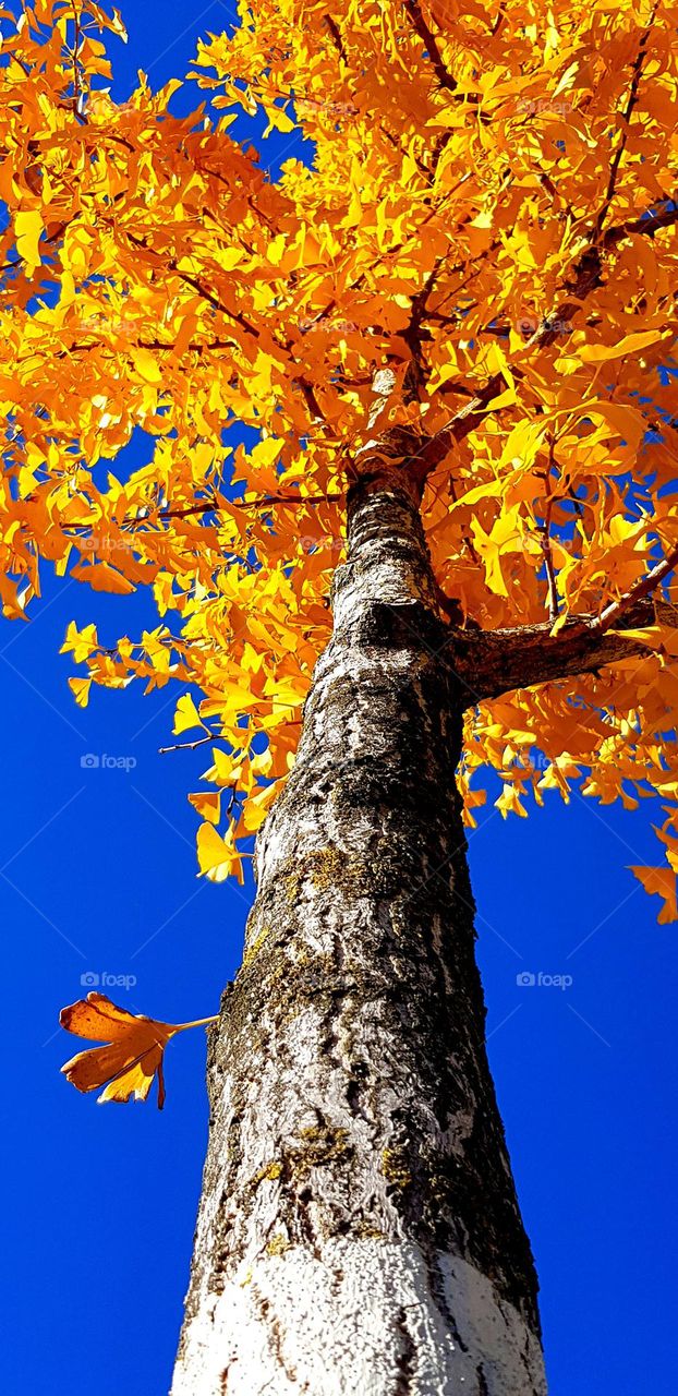 Baum im Herbst mit blauem Himmel im Hintergrund
