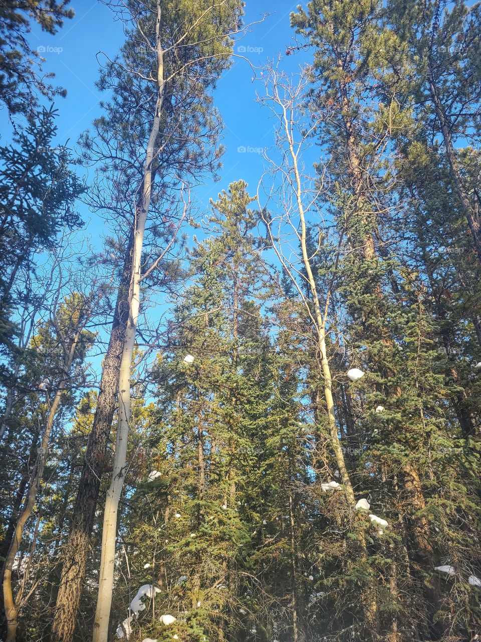 Green Forest illuminated by spring sunshine