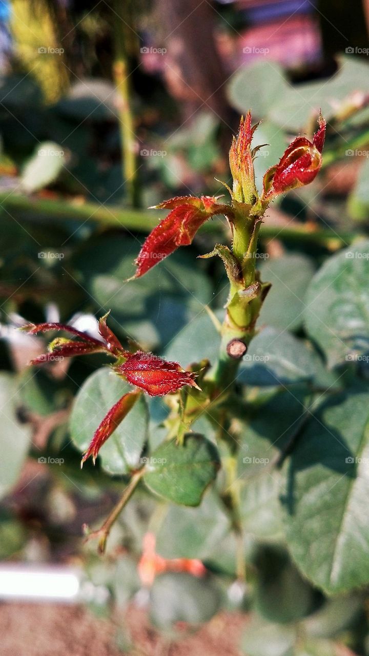 New fresh leaf of Rose plant very nicely captured by me with my phone.📸♥️✨