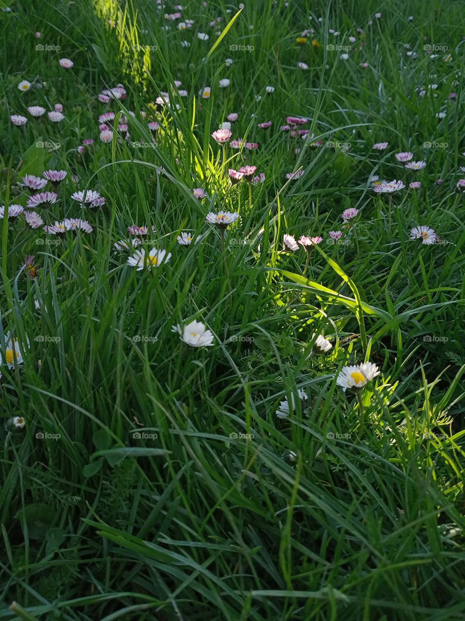 Thick green grass with flowers, and through it - the path of the sun's rays..Quite aesthetically pleasing📷💚