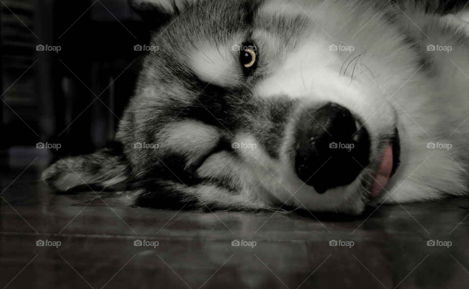 happy face dog funny by trist9