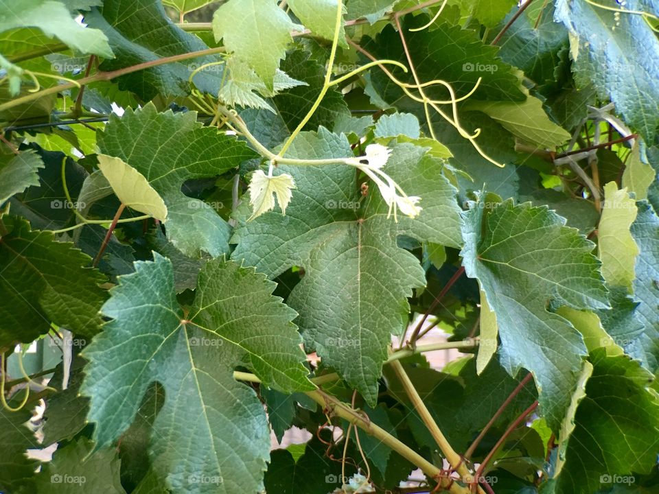 Leaves