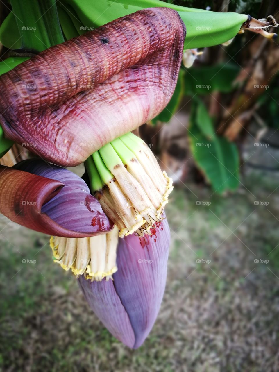 Bananas growth
