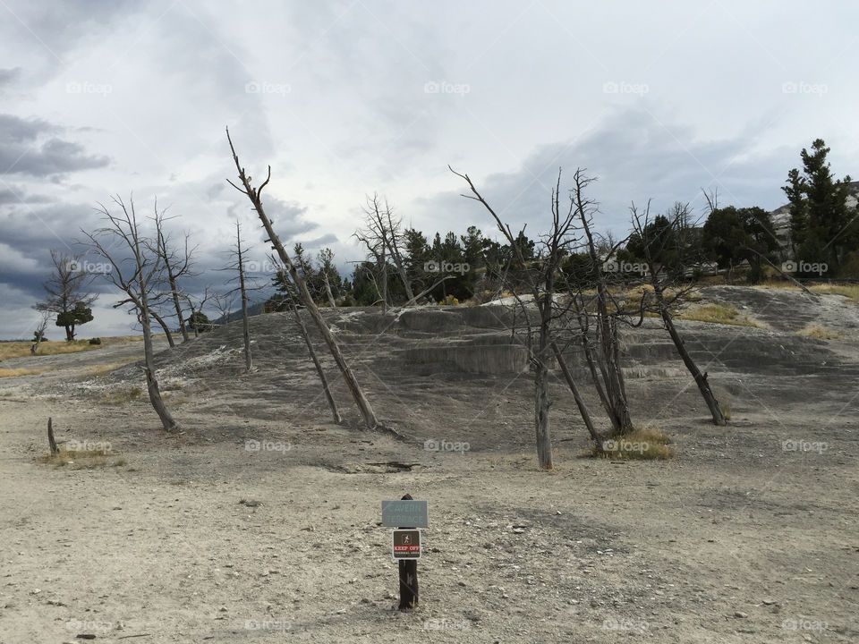 The incredible ash-gray color and texture of Cavern Terrace with eerie trees in northern Yellowstone National Park in Wyoming on a summer day.