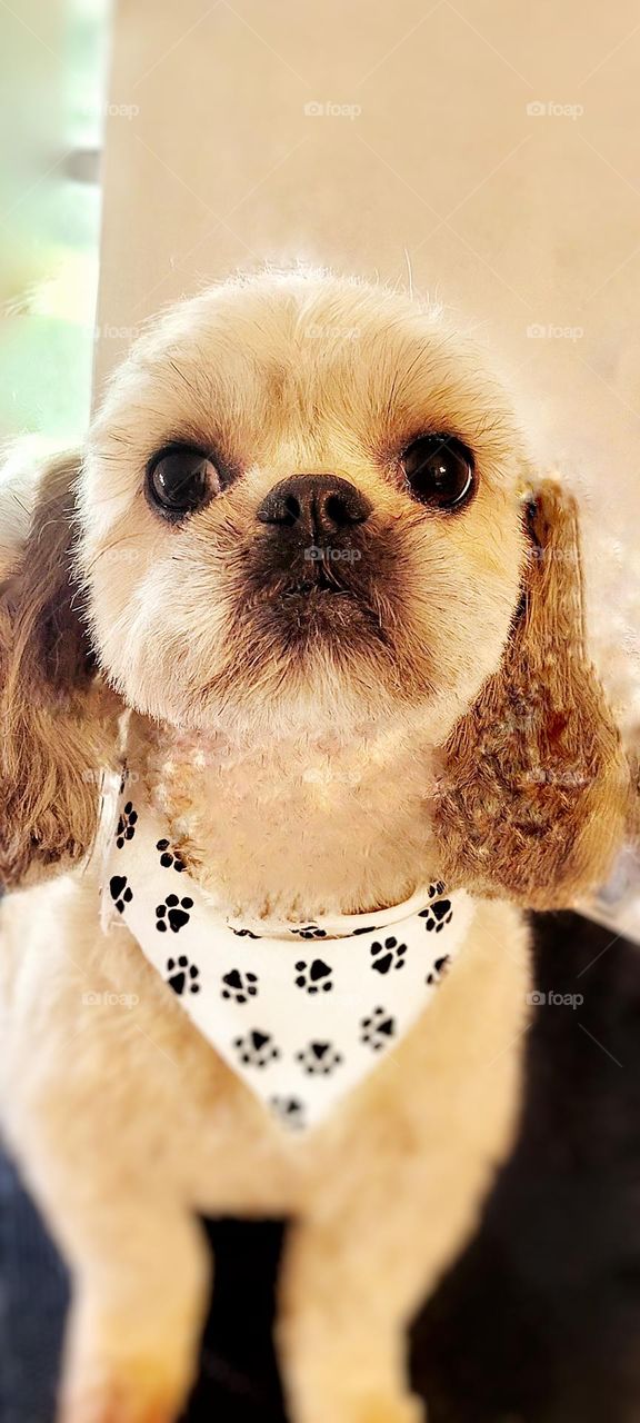 cute shih tzu dog wearing bandana