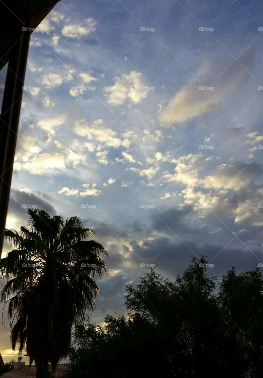 sky and palm tree from window