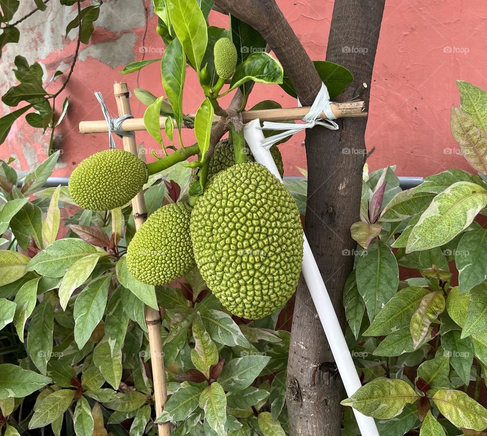 Jackfruit