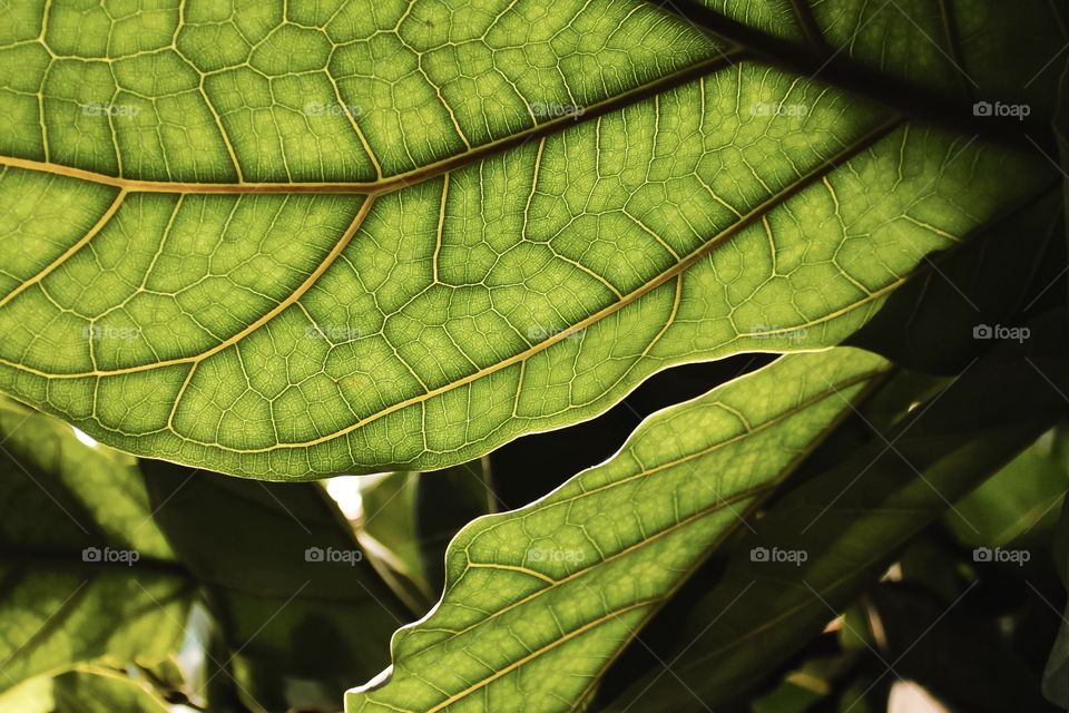 Green leaf closeup, green leaf silhouette, sunshine coming through the leaf 