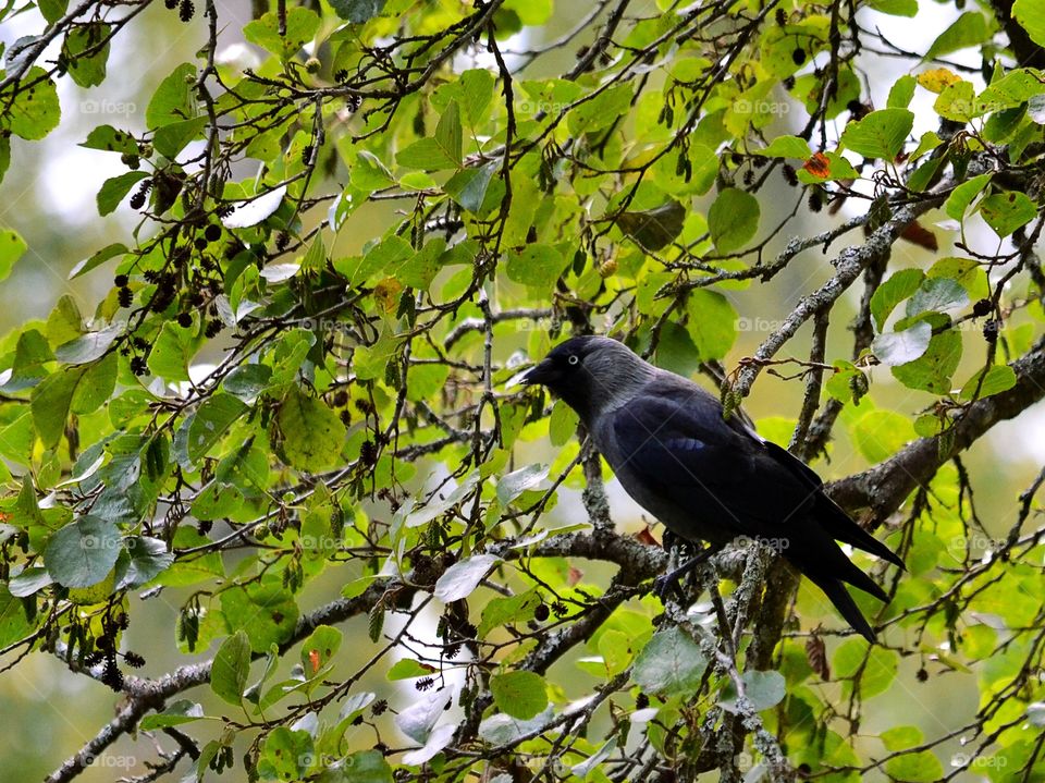 Jackdaw in a tree