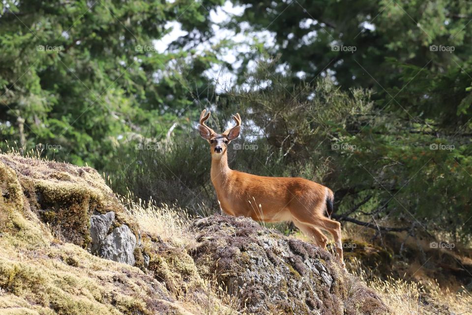 Deer on top of the rocks 