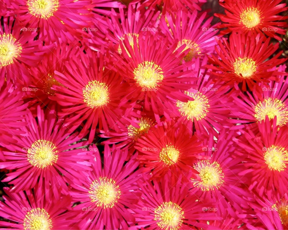 Buncha flowers